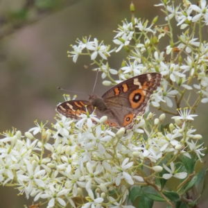 Junonia villida at Fisher, ACT - 12 Feb 2023