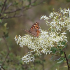 Junonia villida at Fisher, ACT - 12 Feb 2023 03:28 PM