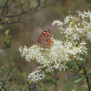 Junonia villida at Fisher, ACT - 12 Feb 2023