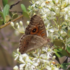 Junonia villida at Fisher, ACT - 12 Feb 2023