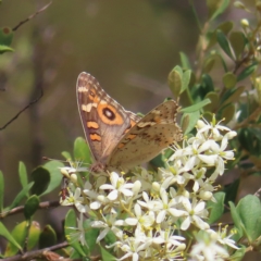 Junonia villida at Fisher, ACT - 12 Feb 2023