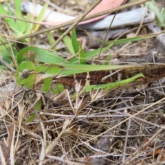 Gastrimargus musicus (Yellow-winged Locust or Grasshopper) at Fisher, ACT - 12 Feb 2023 by MatthewFrawley