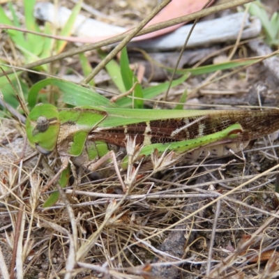 Gastrimargus musicus (Yellow-winged Locust or Grasshopper) at Fisher, ACT - 12 Feb 2023 by MatthewFrawley