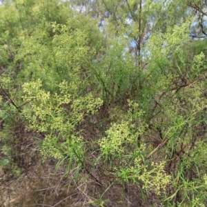 Cassinia quinquefaria at Kambah, ACT - 12 Feb 2023