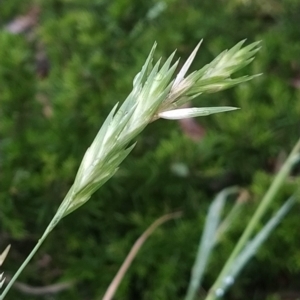 Bromus catharticus at Symonston, ACT - 14 Feb 2023