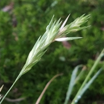 Bromus catharticus (Prairie Grass) at Symonston, ACT - 14 Feb 2023 by KumikoCallaway