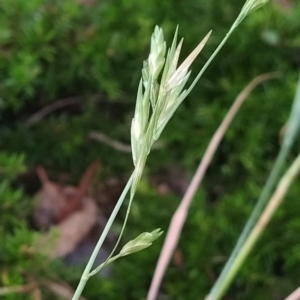 Bromus catharticus at Symonston, ACT - 14 Feb 2023