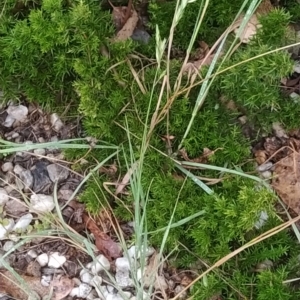 Bromus catharticus at Symonston, ACT - 14 Feb 2023