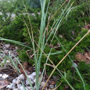 Bromus catharticus at Symonston, ACT - 14 Feb 2023