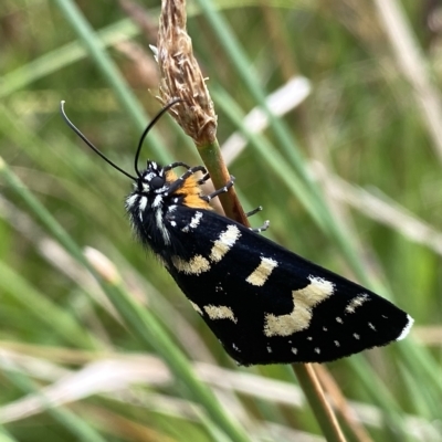 Phalaenoides tristifica (Willow-herb Day-moth) at Googong, NSW - 13 Feb 2023 by Wandiyali