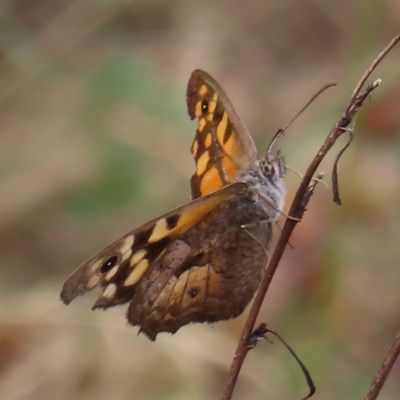 Geitoneura klugii (Marbled Xenica) at Kambah, ACT - 12 Feb 2023 by MatthewFrawley