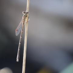 Austrolestes leda at Yackandandah, VIC - 12 Feb 2023 by KylieWaldon