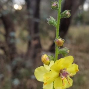 Verbascum virgatum at Symonston, ACT - 14 Feb 2023