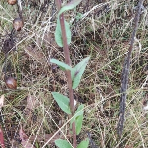 Verbascum virgatum at Symonston, ACT - 14 Feb 2023