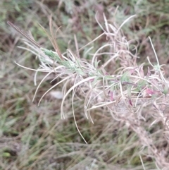 Epilobium billardiereanum (Willowherb) at Symonston, ACT - 13 Feb 2023 by KumikoCallaway