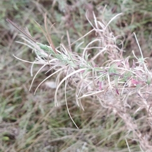 Epilobium billardiereanum at Symonston, ACT - 14 Feb 2023