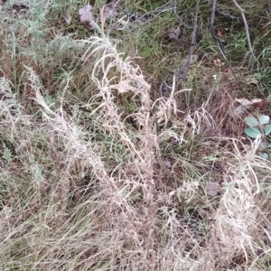 Epilobium billardiereanum at Symonston, ACT - 14 Feb 2023