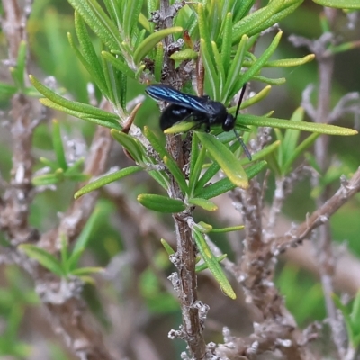 Austroscolia soror (Blue Flower Wasp) at Yackandandah, VIC - 13 Feb 2023 by KylieWaldon