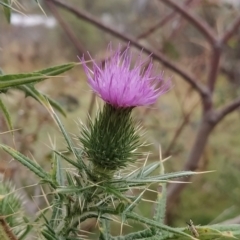 Cirsium vulgare (Spear Thistle) at Jerrabomberra, ACT - 14 Feb 2023 by KumikoCallaway