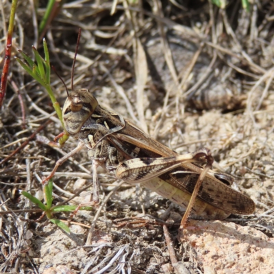 Austroicetes pusilla (Grasshopper, Locust) at Kambah, ACT - 12 Feb 2023 by MatthewFrawley
