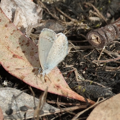 Zizina otis (Common Grass-Blue) at Yackandandah, VIC - 13 Feb 2023 by KylieWaldon
