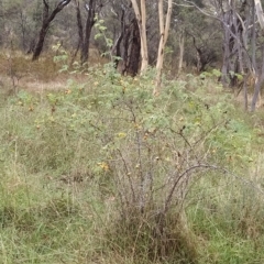 Rosa rubiginosa (Sweet Briar, Eglantine) at Mount Mugga Mugga - 14 Feb 2023 by KumikoCallaway