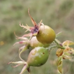 Rosa rubiginosa at Jerrabomberra, ACT - 14 Feb 2023