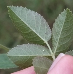 Rosa rubiginosa at Jerrabomberra, ACT - 14 Feb 2023