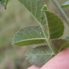 Rosa rubiginosa at Jerrabomberra, ACT - 14 Feb 2023