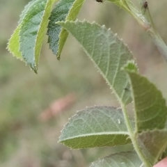 Rosa rubiginosa at Jerrabomberra, ACT - 14 Feb 2023