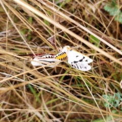 Paramsacta marginata (Donovan's Tiger Moth) at Googong, NSW - 14 Feb 2023 by Wandiyali