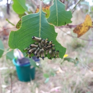 Paropsisterna cloelia at Watson, ACT - 8 Feb 2023