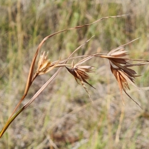 Themeda triandra at Jerrabomberra, ACT - 14 Feb 2023