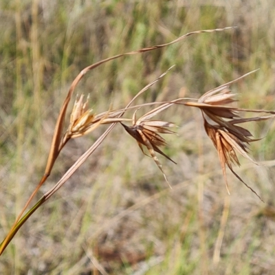 Themeda triandra (Kangaroo Grass) at Jerrabomberra, ACT - 14 Feb 2023 by Mike