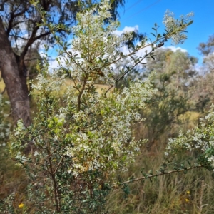 Bursaria spinosa subsp. lasiophylla at Jerrabomberra, ACT - 14 Feb 2023