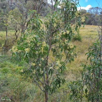 Acacia implexa (Hickory Wattle, Lightwood) at Isaacs Ridge - 14 Feb 2023 by Mike