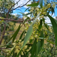 Acacia implexa at Jerrabomberra, ACT - 14 Feb 2023 04:01 PM