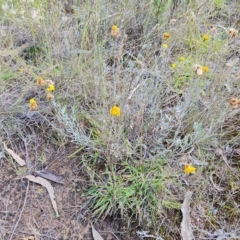 Chrysocephalum apiculatum (Common Everlasting) at Isaacs Ridge - 14 Feb 2023 by Mike