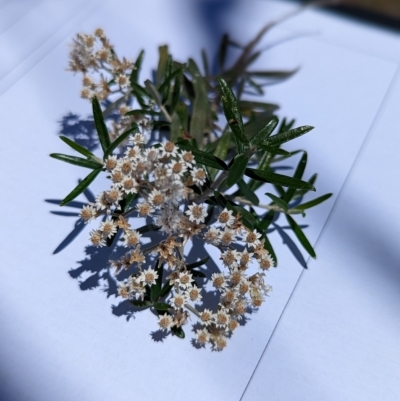 Ozothamnus conditus (Pepper Everlasting) at Maffra, NSW - 7 Feb 2023 by mainsprite