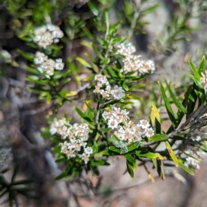 Ozothamnus conditus at Maffra, NSW - 7 Feb 2023