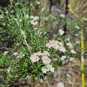 Ozothamnus conditus at Maffra, NSW - 7 Feb 2023