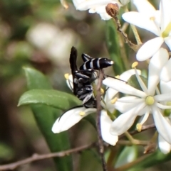 Turneromyia sp. (genus) at Molonglo Valley, ACT - 13 Feb 2023 04:24 PM