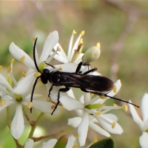 Turneromyia sp. (genus) at Molonglo Valley, ACT - 13 Feb 2023 04:24 PM