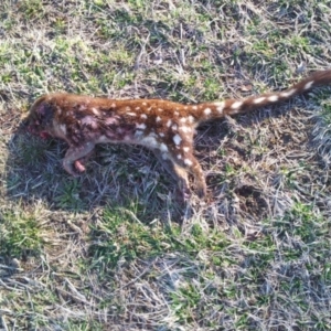 Dasyurus maculatus at Richardson, ACT - 10 Aug 2016 08:00 PM
