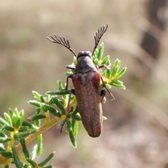 Ripiphoridae (family) (Wedge-shaped beetle) at Aranda, ACT - 13 Feb 2023 by CathB