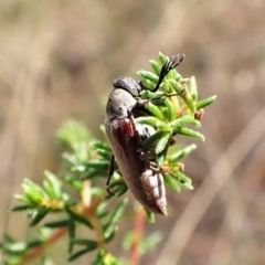 Ripiphoridae (family) at Aranda, ACT - 13 Feb 2023