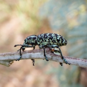 Chrysolopus spectabilis at Aranda, ACT - 13 Feb 2023 04:47 PM