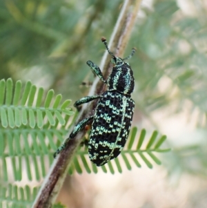 Chrysolopus spectabilis at Aranda, ACT - 13 Feb 2023