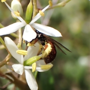 Exoneura sp. (genus) at Undefined Area - 13 Feb 2023