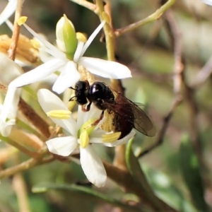 Exoneura sp. (genus) at Undefined Area - 13 Feb 2023